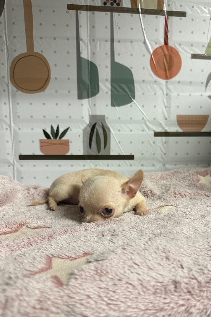 Du Royaume De Funtana - Chiot disponible  - Chihuahua