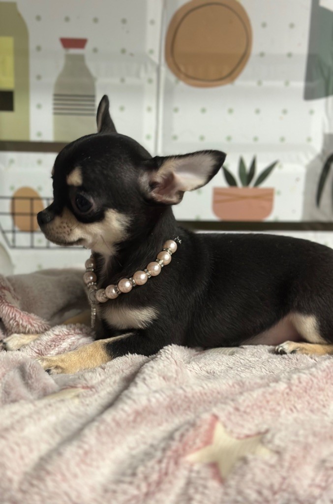 Du Royaume De Funtana - Chiot disponible  - Chihuahua