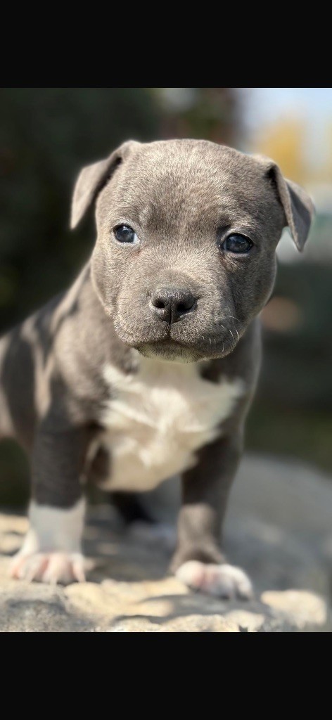 Du Royaume De Funtana - Chiots disponibles - Staffordshire Bull Terrier