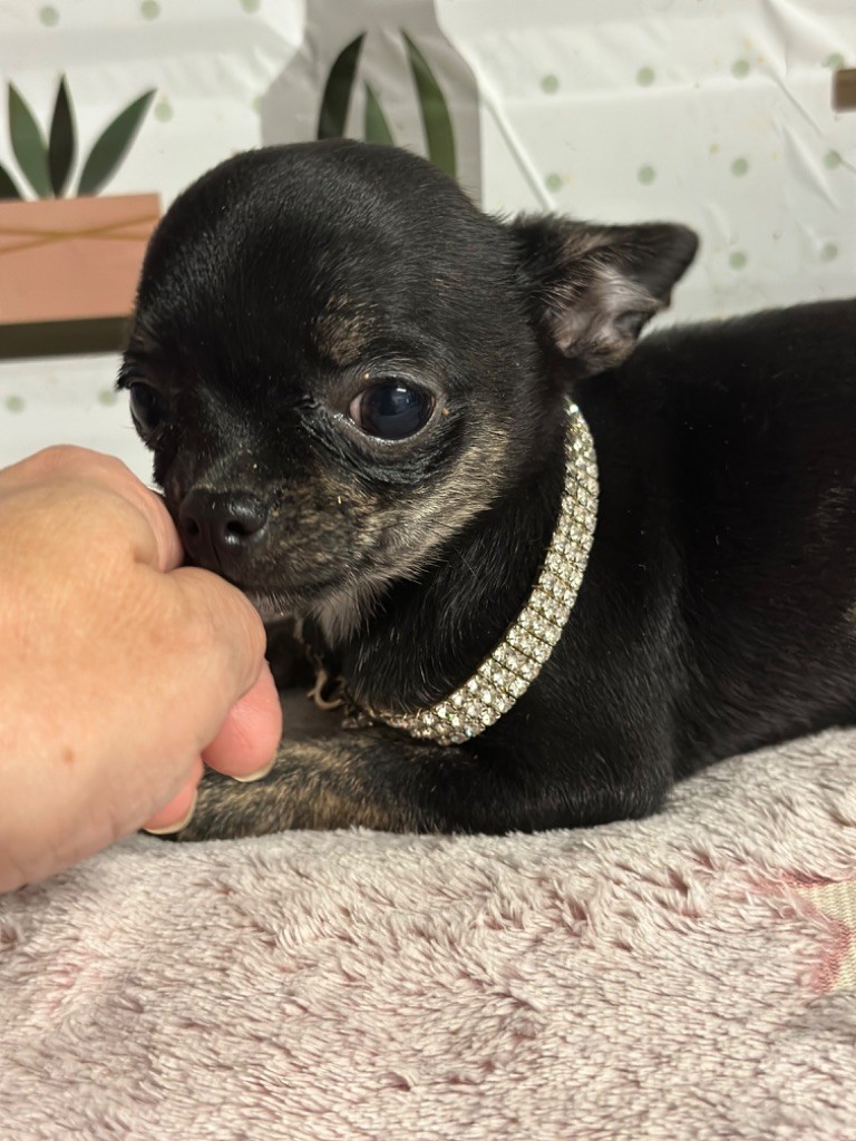 Du Royaume De Funtana - Chiots disponibles - Chihuahua