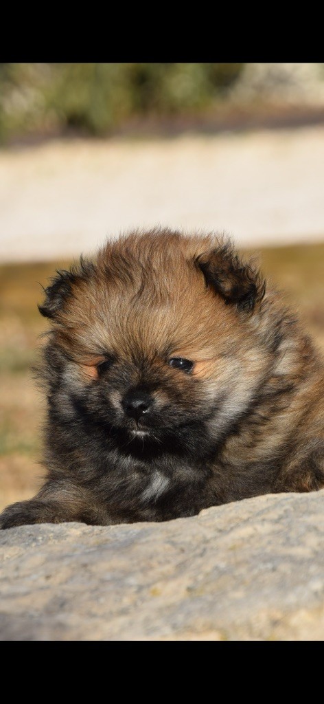 Du Royaume De Funtana - Chiots disponibles - Spitz allemand