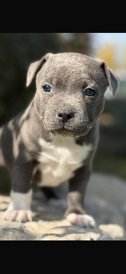 CHIOT 1