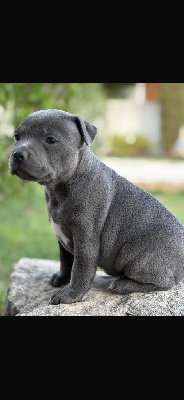 CHIOT 2
