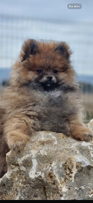 CHIOT 2