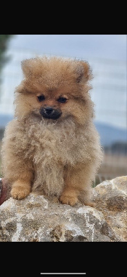 CHIOT 1