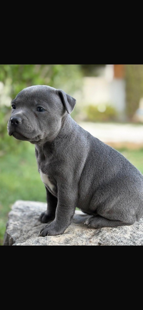 Du Royaume De Funtana - Chiots disponibles - Staffordshire Bull Terrier