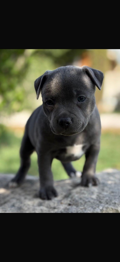 Du Royaume De Funtana - Chiots disponibles - Staffordshire Bull Terrier
